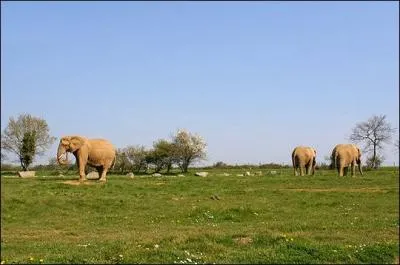Les animaux vivent plus longtemps dans leur milieu naturel qu'en captivit.