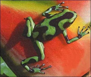 Certaines grenouilles sont vnneuses.