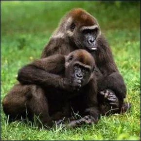 L'homme est un mammifre.