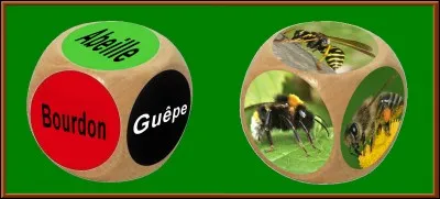 Quelle est la bonne réponse ?