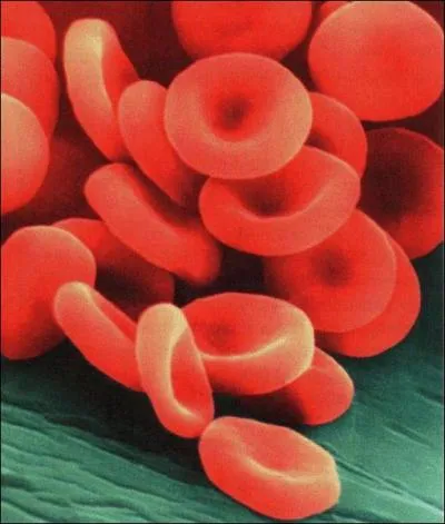 C'est le cur qui est responsable de la formation des globules rouges.