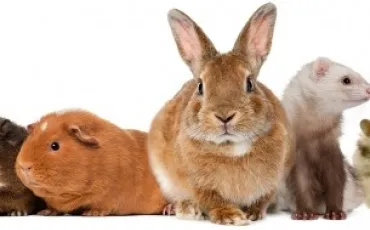 Quiz Animaux