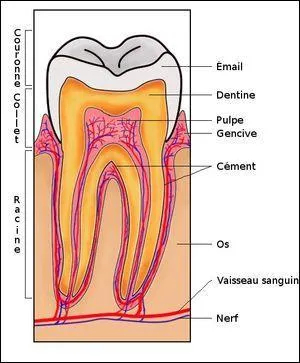 Les dents ont au moins deux racines.