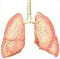 On peut vivre sans poumons.