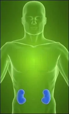 Les reins sont bleus.