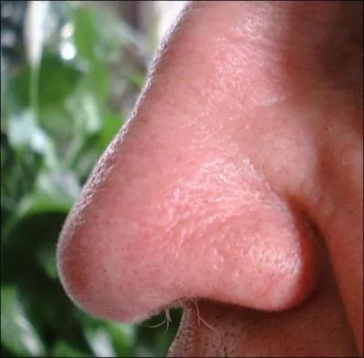 L'un des rles du nez est de rchauffer l'air inspir.