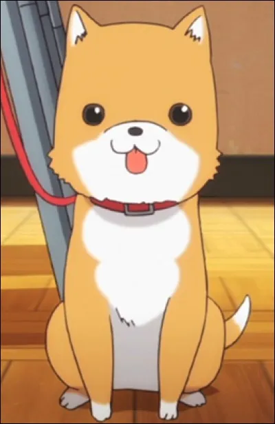 Comment s'appelle ce chien ?