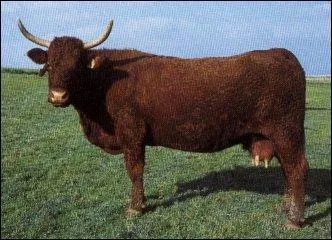 De quelle race est cette vache?