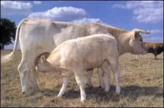 De quelle race est cette vache?