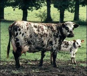 De quelle race est cette vache?