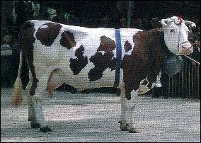 De quelle race est cette vache?