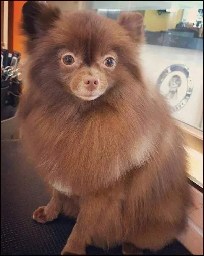 Jennie a un petit chien, indique son nom.