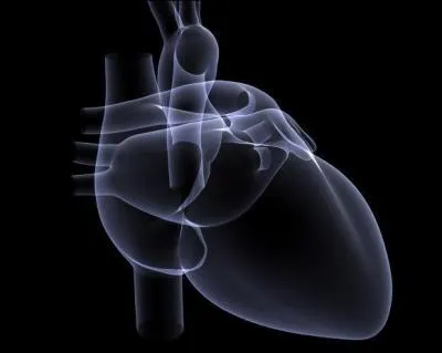 Les borborygmes sont des organes du corps humains.