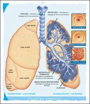 Nos deux poumons sont identiques.