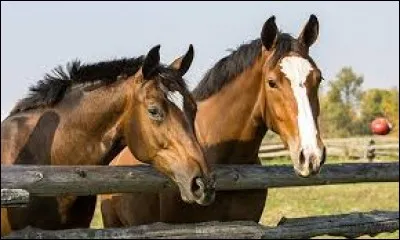 Quel est cet animal ?