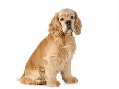 Quel est cet animal ?