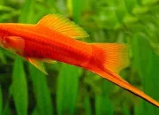 Quiz Poissons et osphronmids 2nd