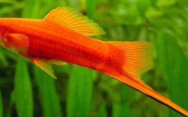 Quiz Animaux
