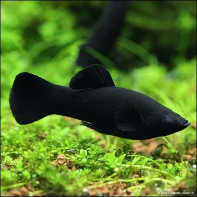 Quel est ce poisson ?