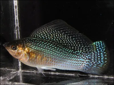 Quel est ce poisson ?