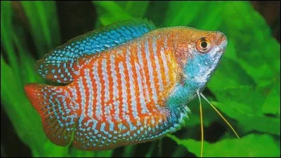 Quel est ce poisson ?