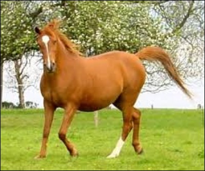 Si sa crinière, sa queue et sa robe sont de couleur marron, alors ce cheval est un bai.