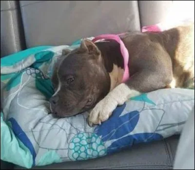 La première gestation d'une chienne peut avoir lieu entre 2 et 3 ans d'âge.