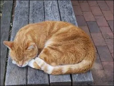 « Il ne faut pas réveiller le chat qui dort » signifie qu'il faut quitter les lieux discrètement.