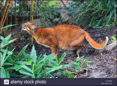 Qui fut le chef du Clan de l'Ombre après le lieutenant d'Étoile du Tigre ?