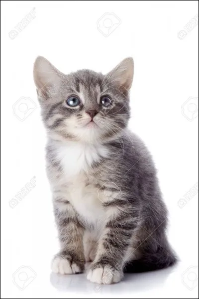 Qui était la première chatte domestique emportée par l'inondation qu'Étoile de Ronce hébergea dans le livre ''L'Épreuve d'Étoile de Ronce'' ?