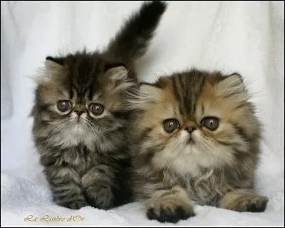 Qui fut son apprenti ?