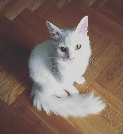 Quel est le nom de guerrier de Nuage de Frêne ?