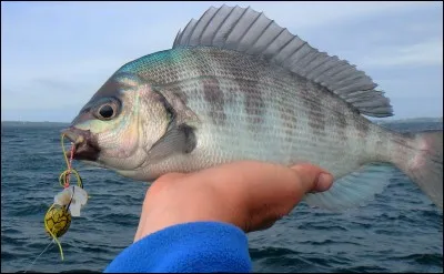 Comment cette pêche se pratique-t-elle généralement ?