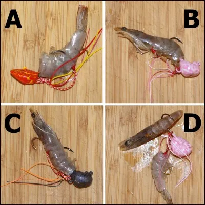 Dans quel sens une gamba doit-elle être eschée sur un tenya ?