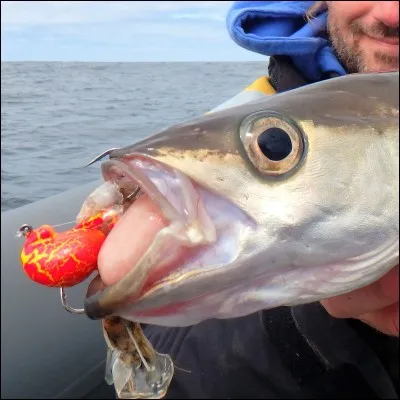 Quel type de poissons la pêche au tenya permet-elle de prendre ?