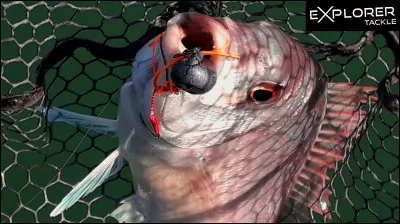 Quelle animation est recommandée pour pêcher les sparidés au tenya ?