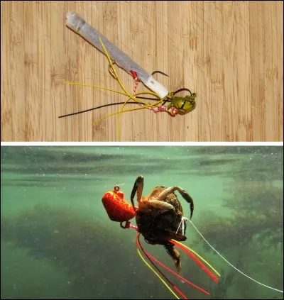 Quel appât ne doit jamais être mis sur un tenya ?