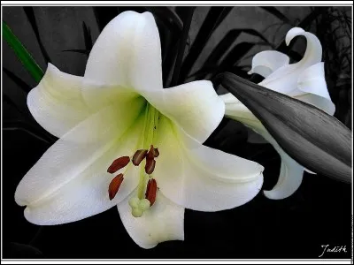 Associée à la pourpre, cette "fleur" vous fait penser à...