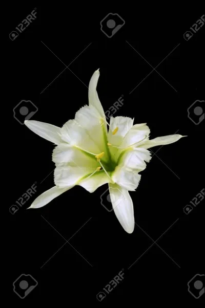 Pour André Pieyre de Mandiargues, cette "fleur" est de...