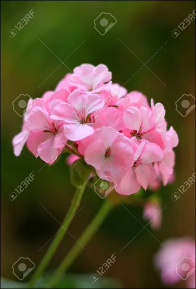 Pour Georges Fourest, comment est cette "fleur" ?