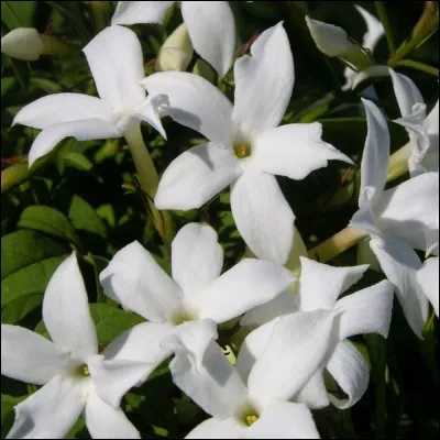 Cette "fleur" associée à une villa vous fait penser à quel auteur ?