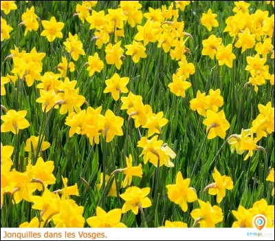 À quel auteur vous font penser ces "fleurs" ?