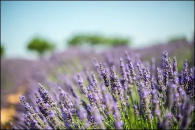 À qui sont ces "fleurs" pour Henry Bister ?