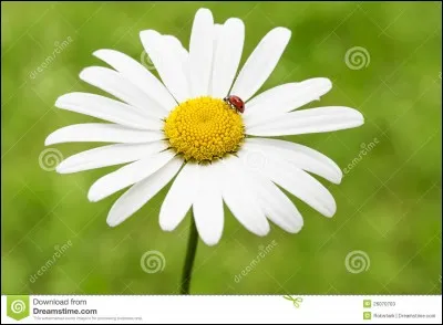 Cette "fleur" vous fait penser à quel auteur ?