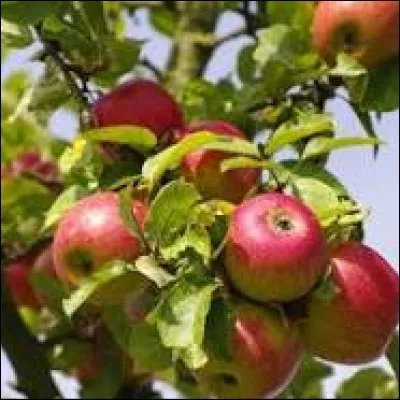 Le pommier est un arbre fruitier.