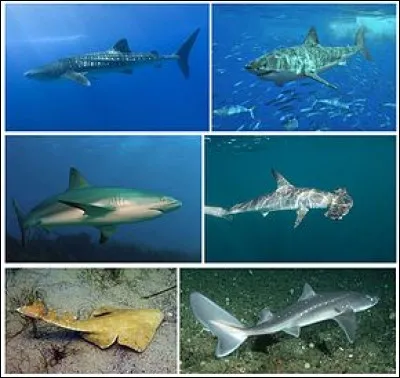 Le requin est-il un poisson ou un mammifère ?