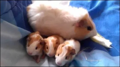 Comment s'appellent les bébés du cochon d'Inde ?