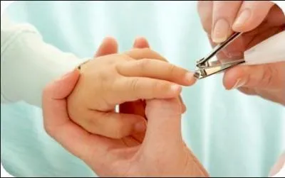 Les ongles comportent des nerfs.