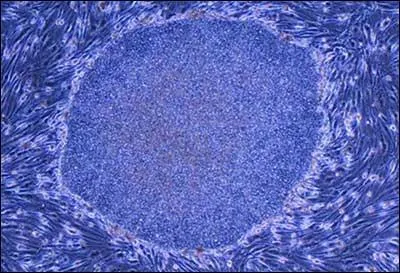 Les cellules grossissent lorsque nous grandissons.