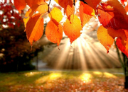 Quiz Sous les feuilles d'automne - Culture gnrale